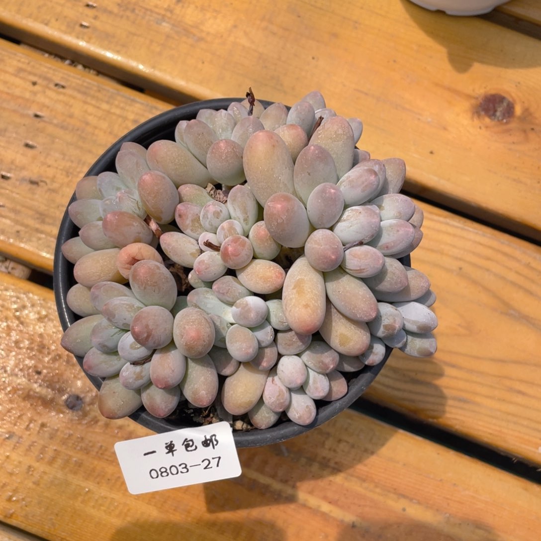 083-27-汤圆。。。。。。