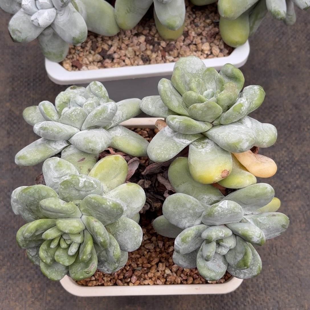 煜***妈拇指，仙女杯多肉。