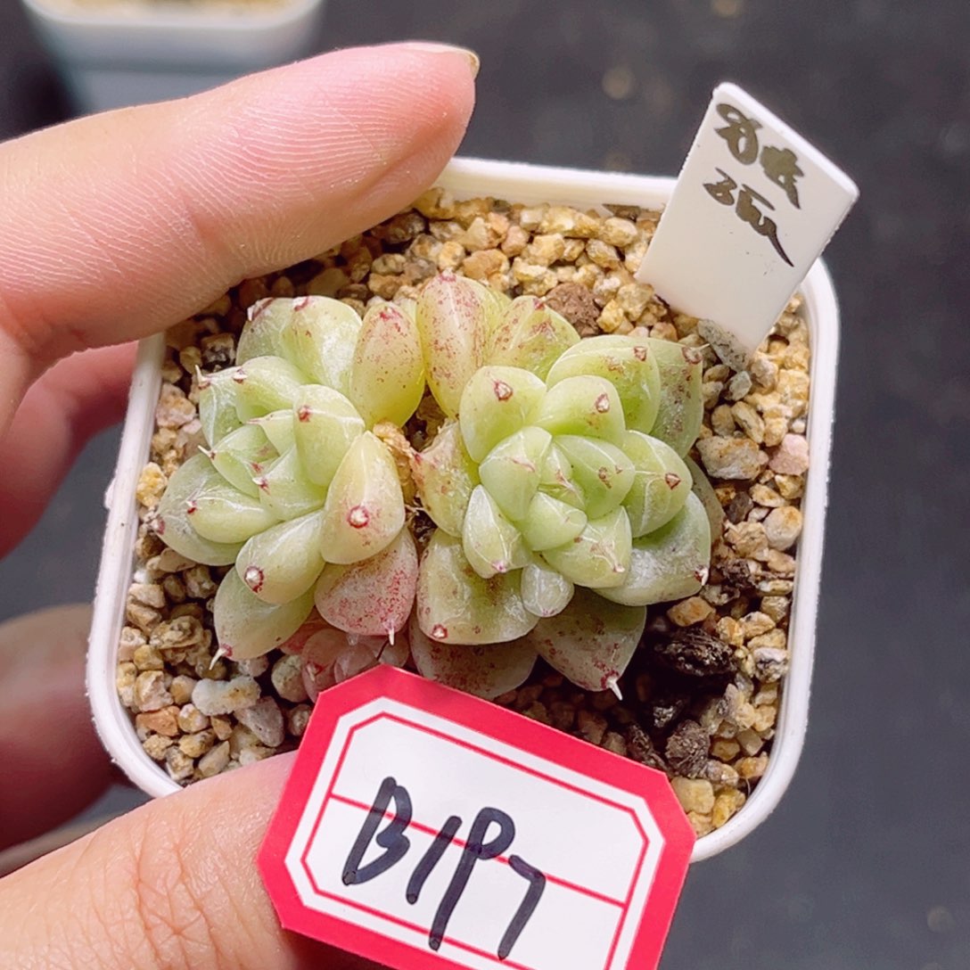 B197一物一拍 独孤