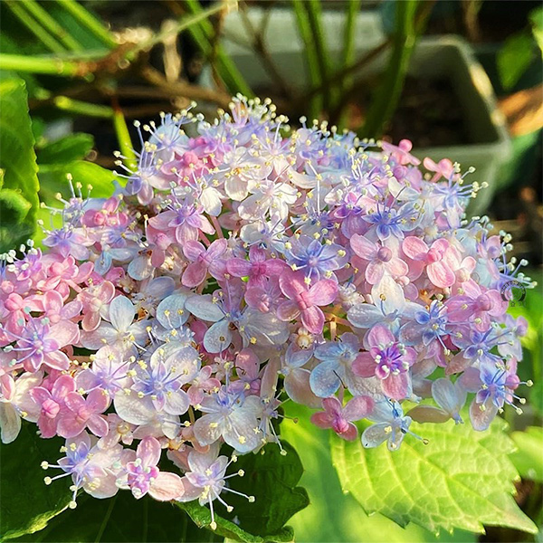 【三河千鸟】绣球 高颜值 云南基地直发易养护颜值高花卉盆栽