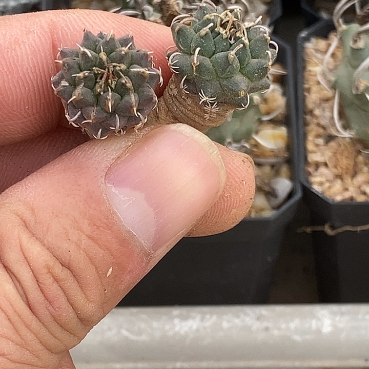 竹***贤娇丽安德森两个一组仙人球