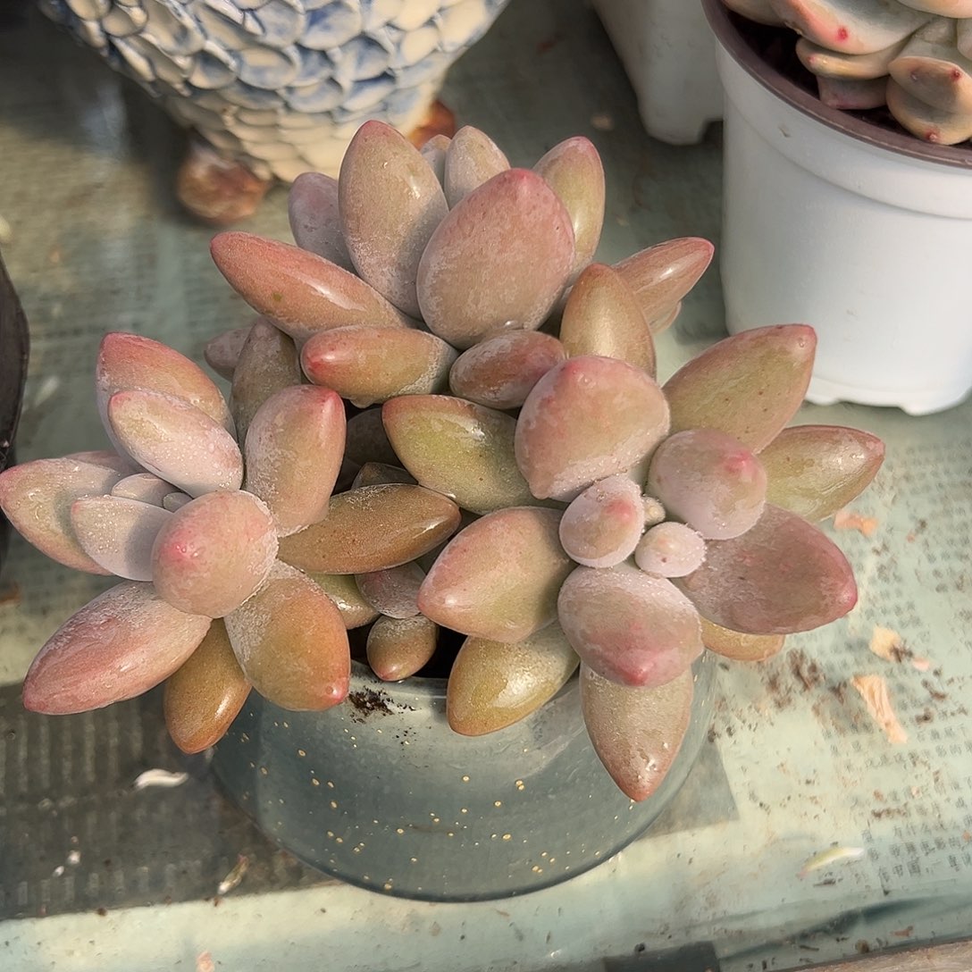 白兰地潜力股一物一拍