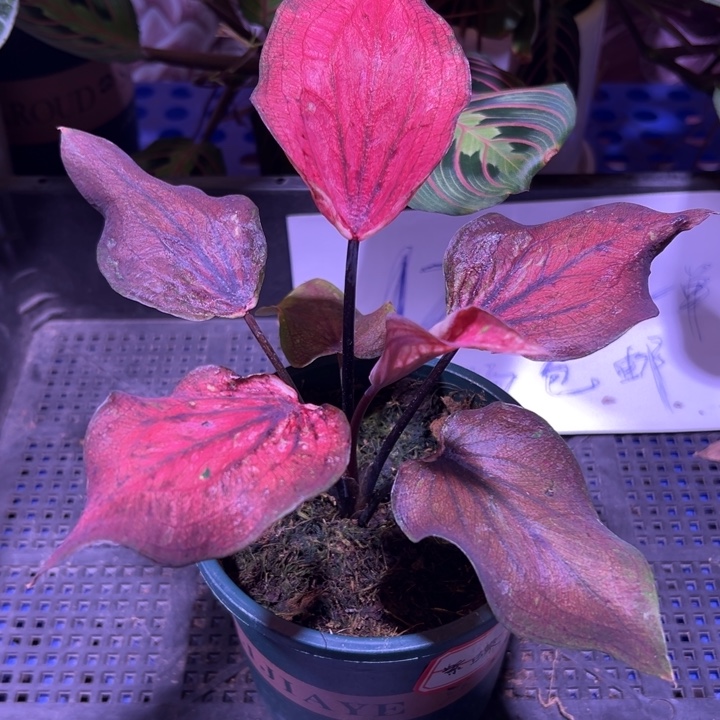 完全开放紫蝶 热植