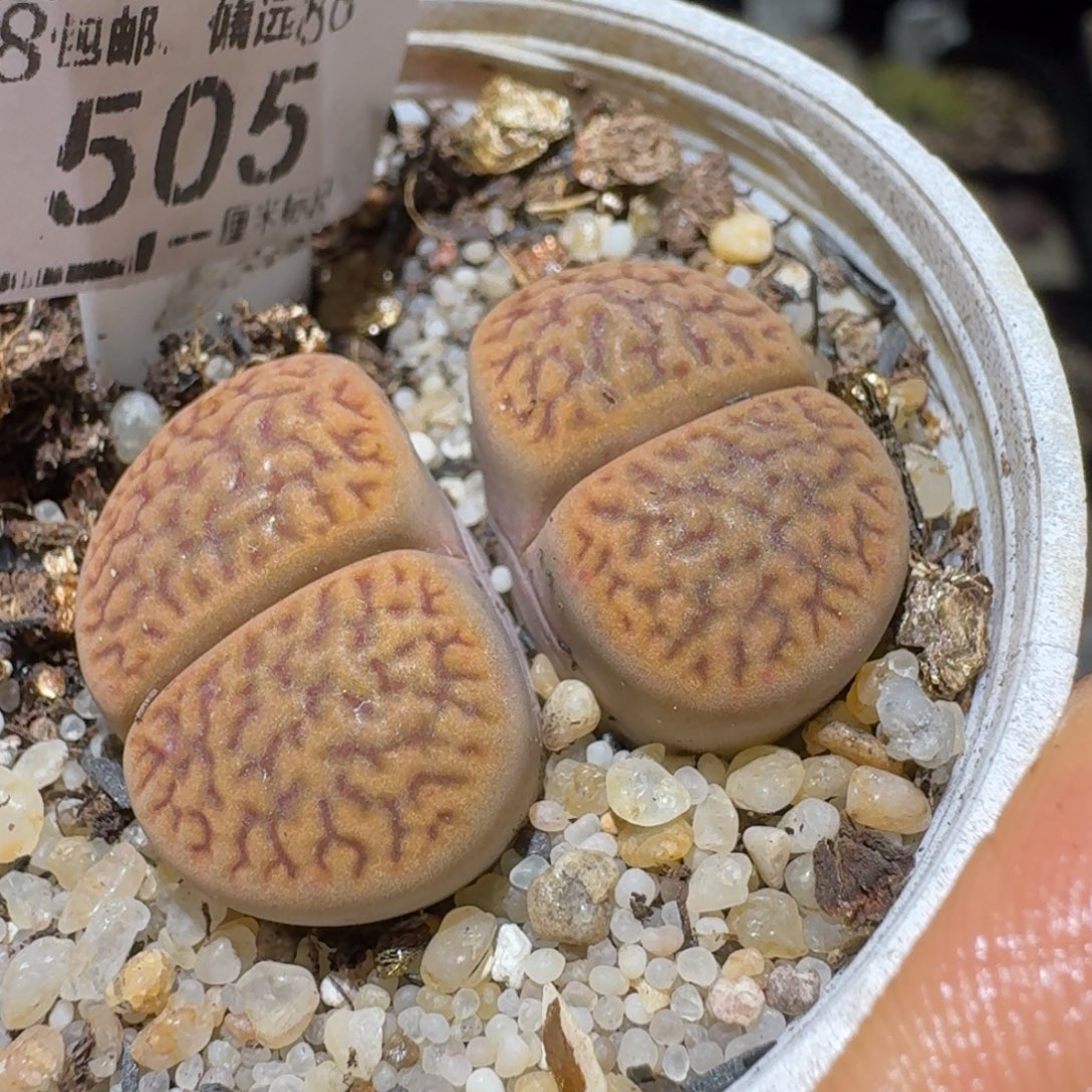 S便宜了很多来买505