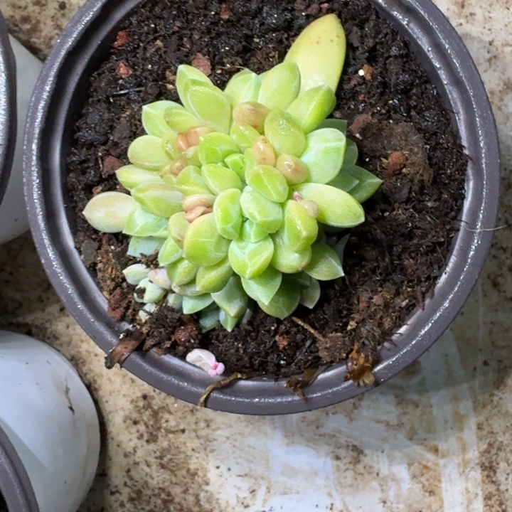 水晶萝莉 群生 一物一拍