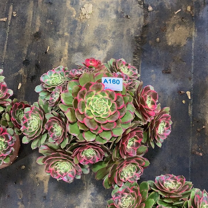 车*风多肉粉花妖1600