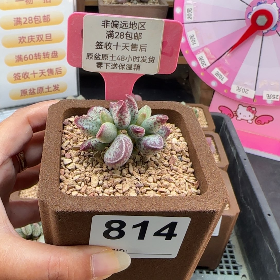 814艾薇多肉的植物