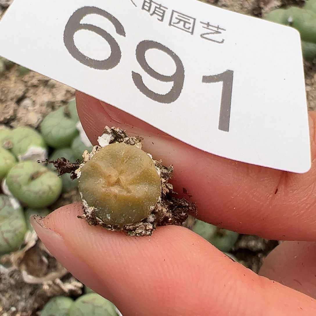 一物一拍。      691