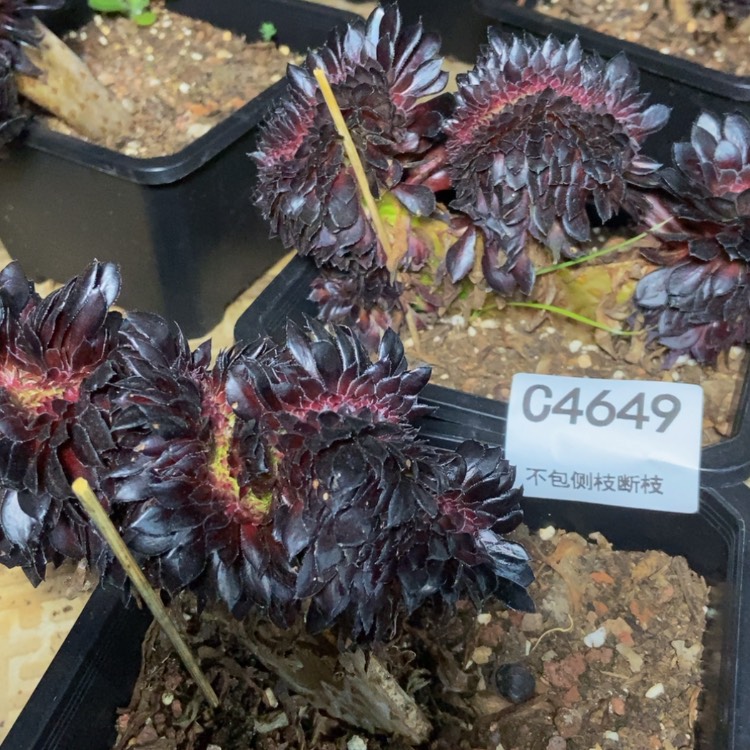 【闪购商品】岁**好4649两棵多肉