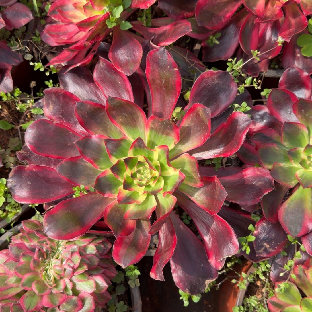 红魔女多肉植物法师