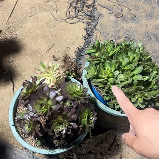 3颗19号链接甜茶中班送两颗