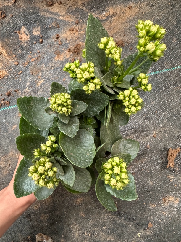 圣诞之夜（130盆福袋专用）精品长寿花重瓣带花苞