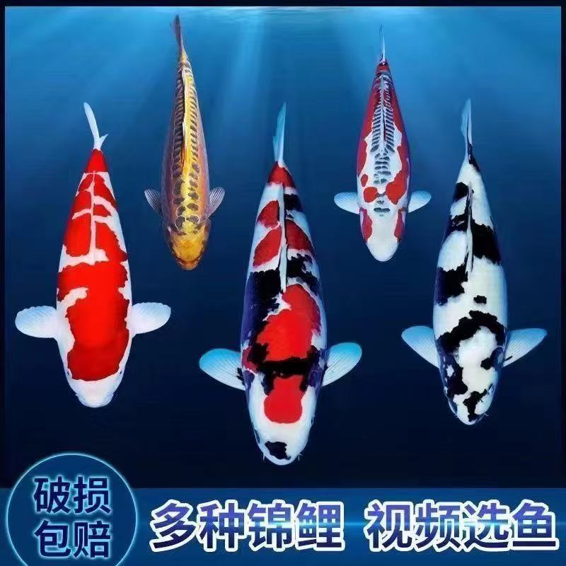 招财锦鲤好运福袋