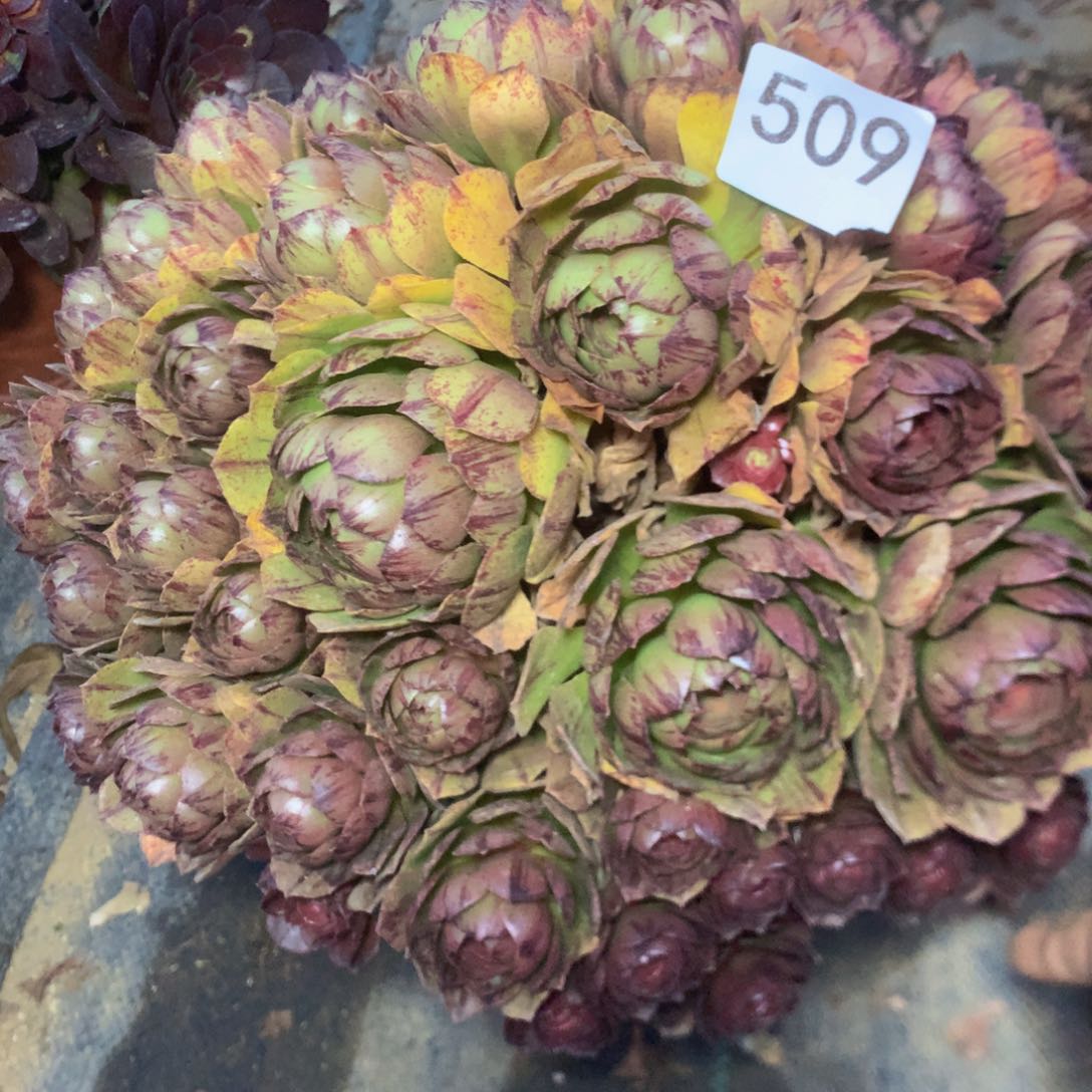 509万拉丝多肉植物