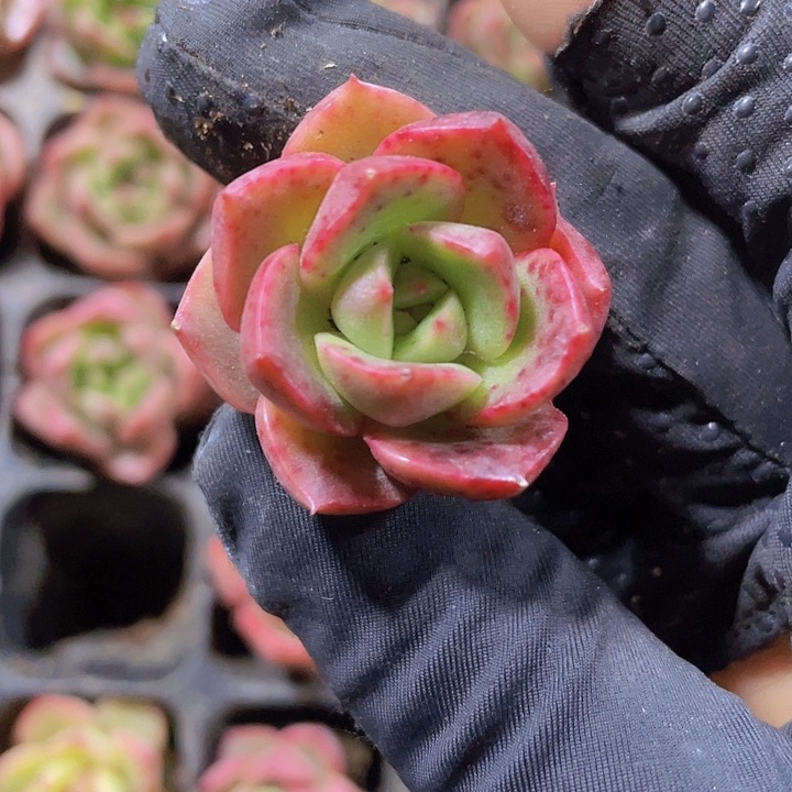 6精品红桃佳人1号2颗一组