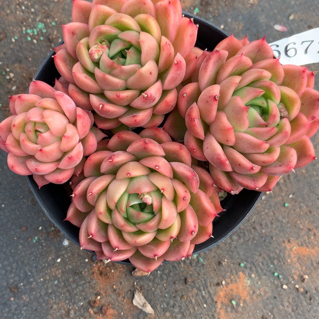 6672不包整散介意不拍 12厘米