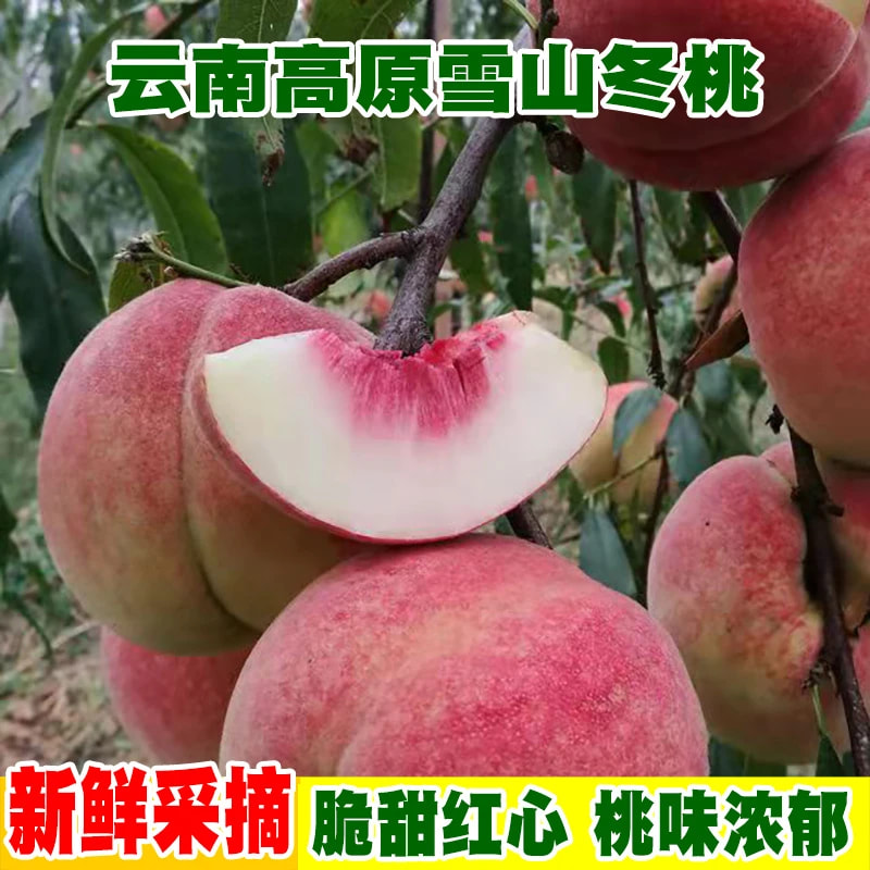 云南高山冬桃新鲜桃子雪山水果水蜜桃现摘现发脆甜精选1-4.5斤