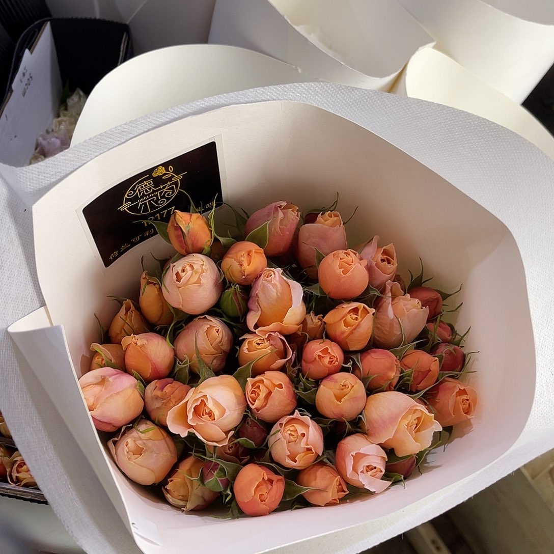 完全开放德芮尔（巴黎月光）一扎