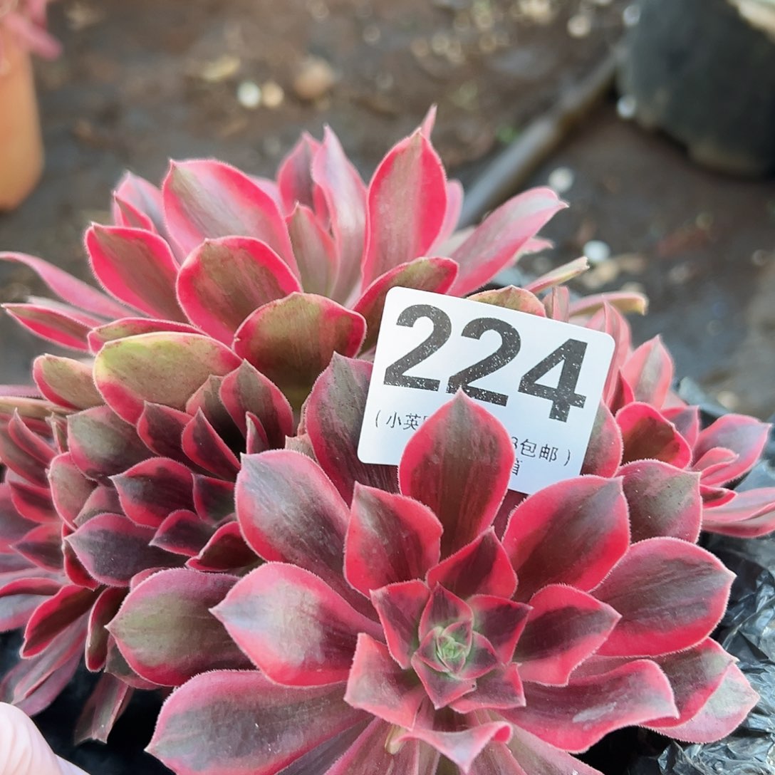 浣纱224多肉植物多肉植物