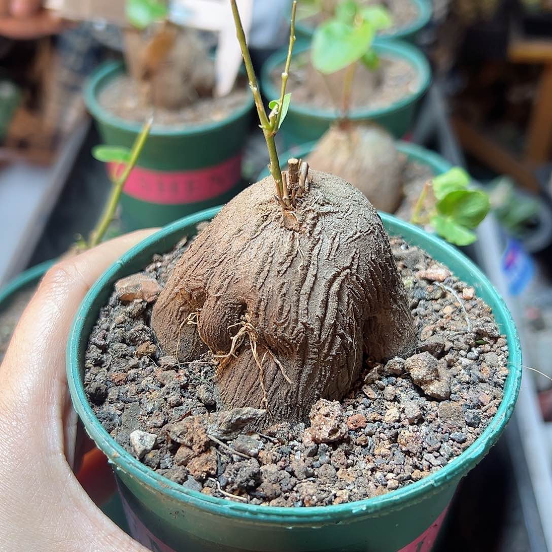 象足龟甲龙5公分脱土