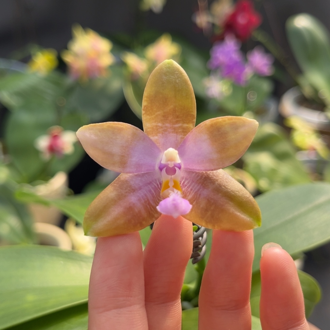 完全开放2.5寸406开花株（有老化根）