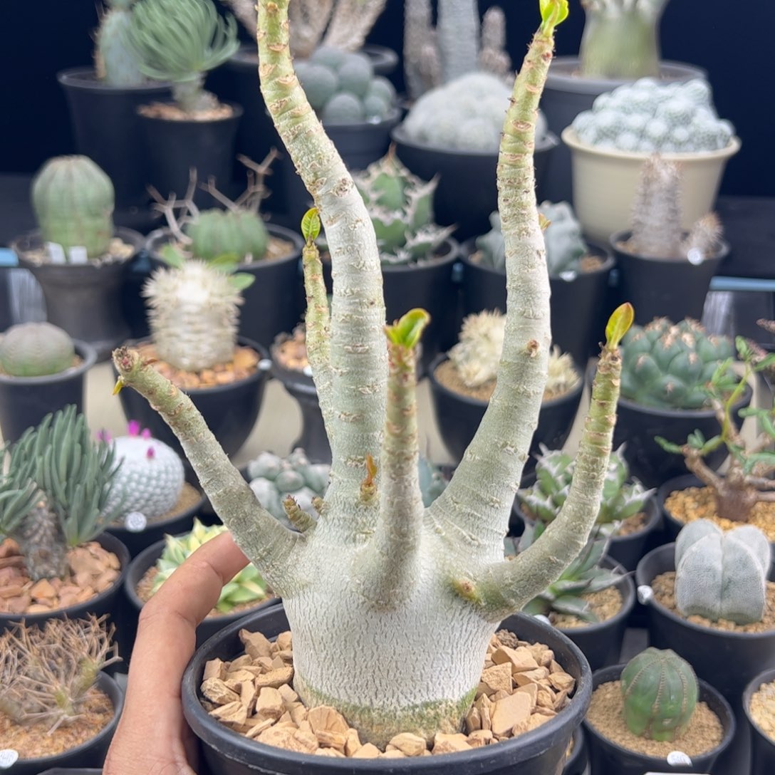 哥斯拉沙漠玫瑰一物一拍