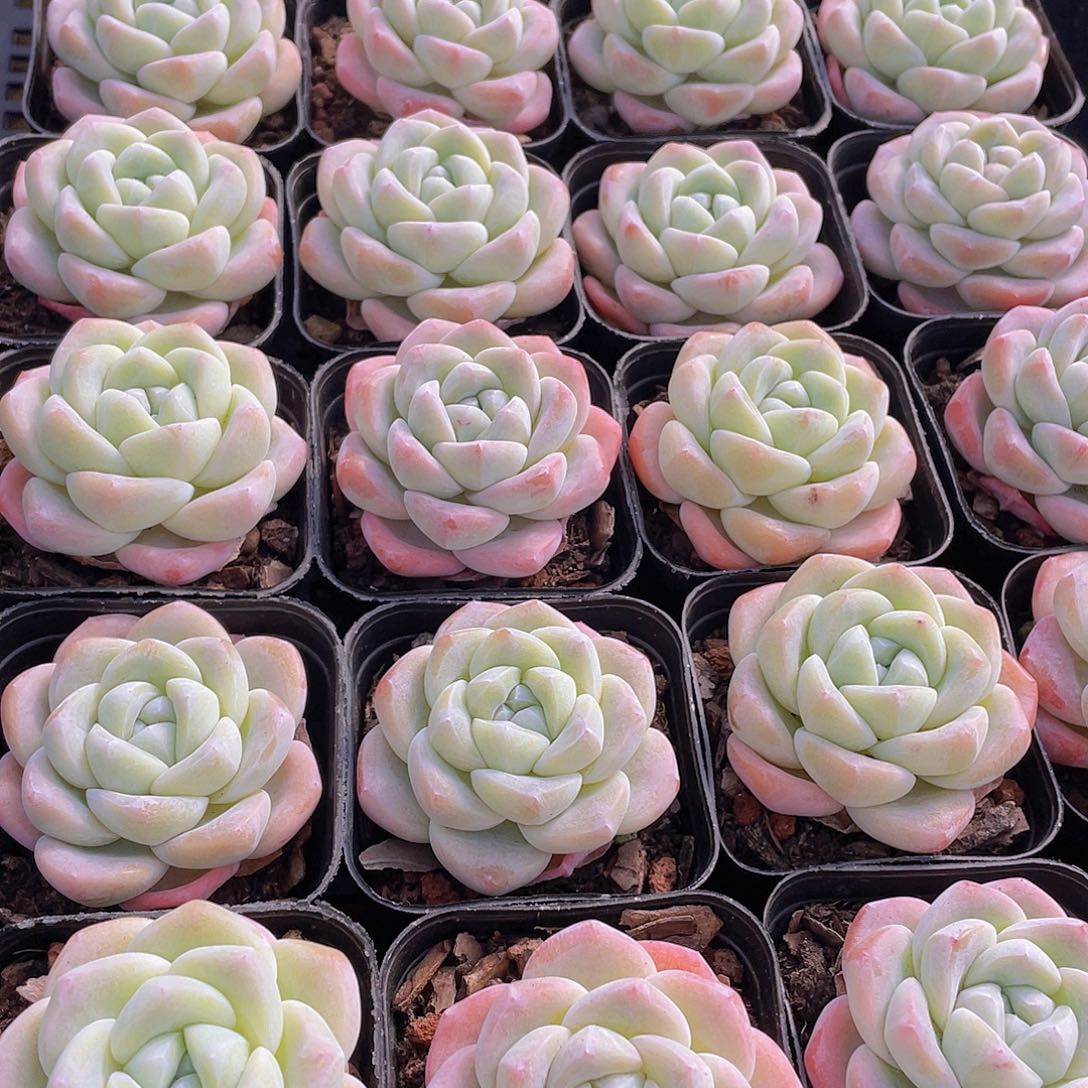 量拍141号 樱花钻石冰玉单头一个