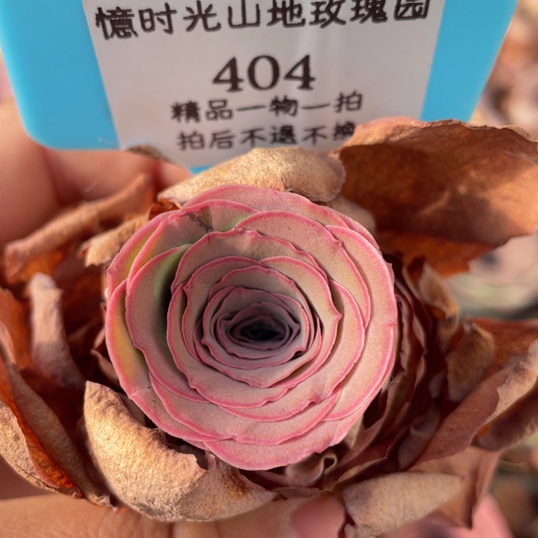 山地玫瑰404裸根发货不售后