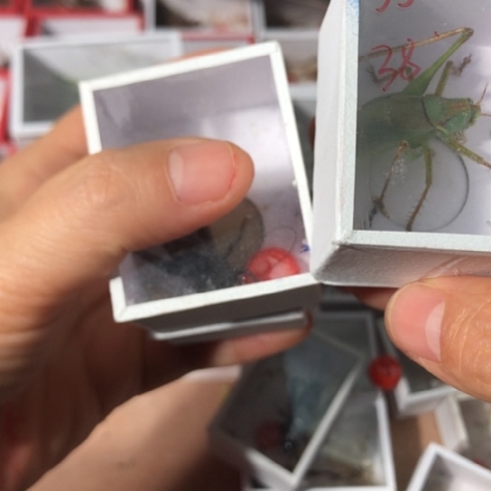 ****手蟋蟀111111111111111