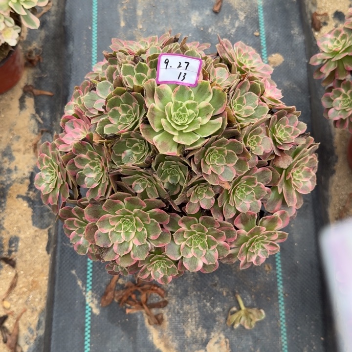 安娜多肉植物绿植13