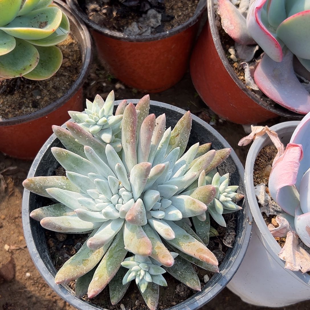 多肉植物贝母仙女杯