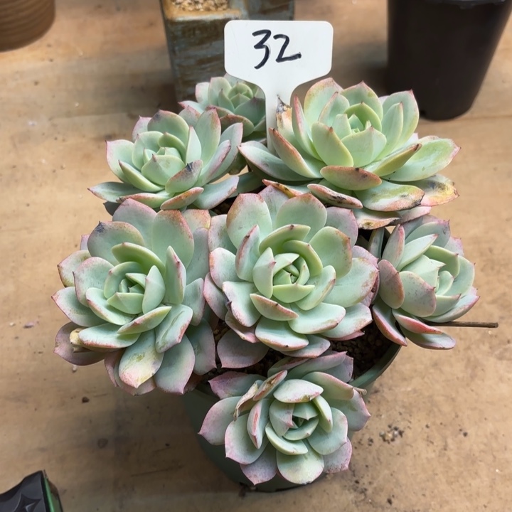 多肉植物，恋曲32号