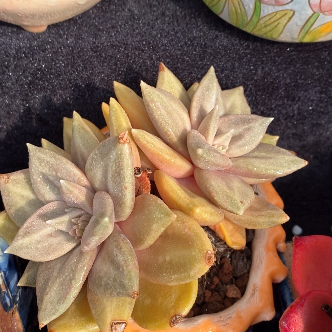 惜春多肉植物盆栽