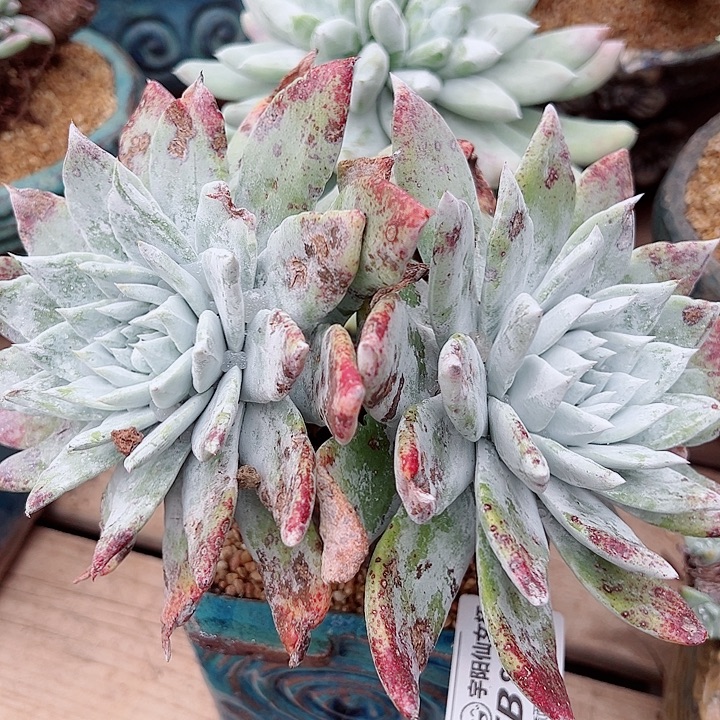 8362牡丹仙女杯多肉的人