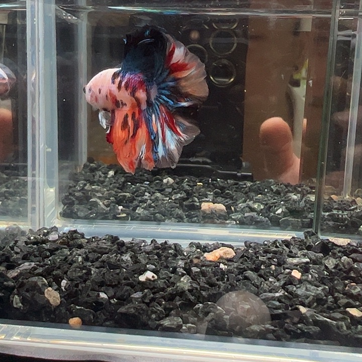 斗鱼跑单拉黑7日95