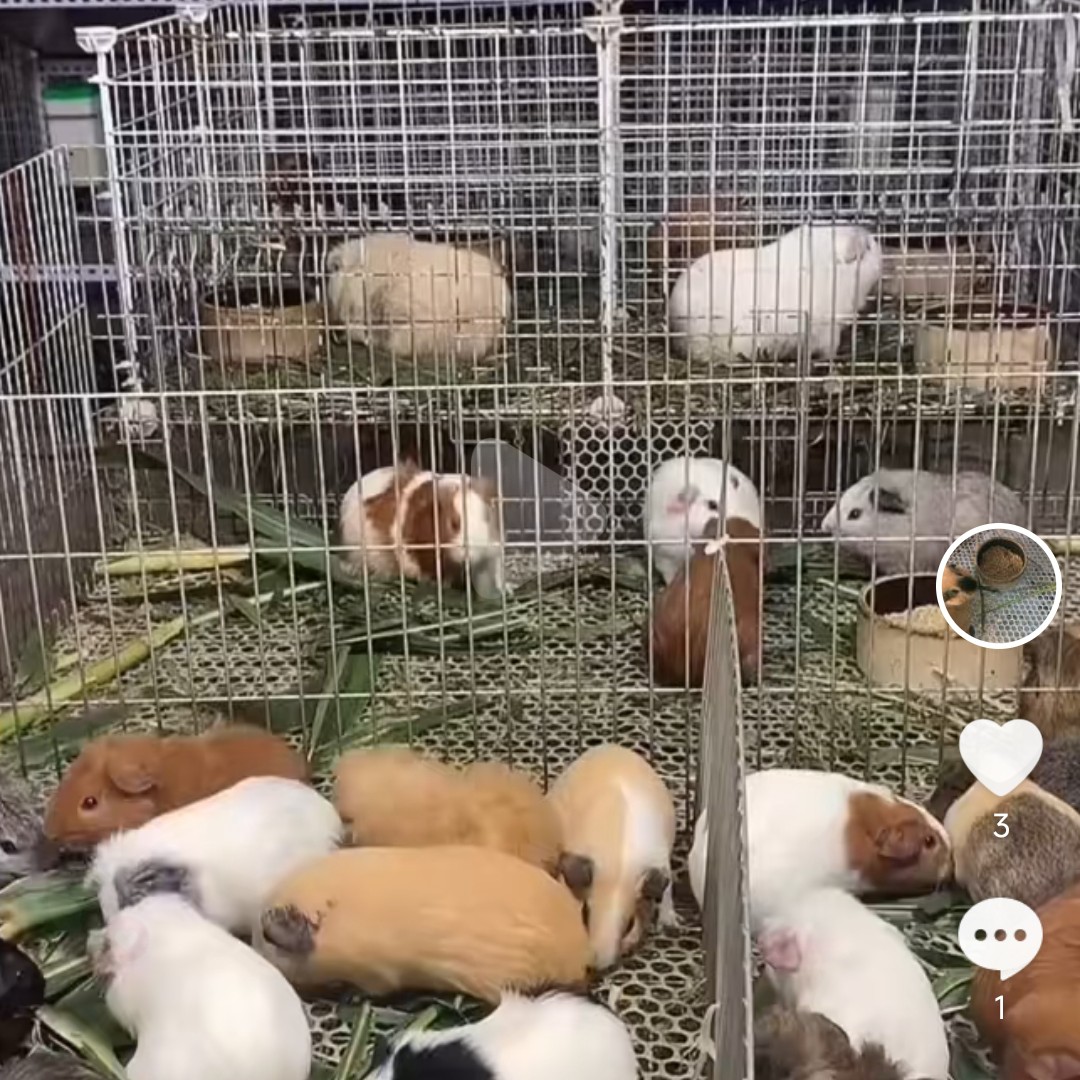 加州英短美泰特克塞尔豚鼠活体一物一拍