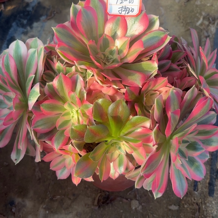 粉女巫多肉法师不包损20