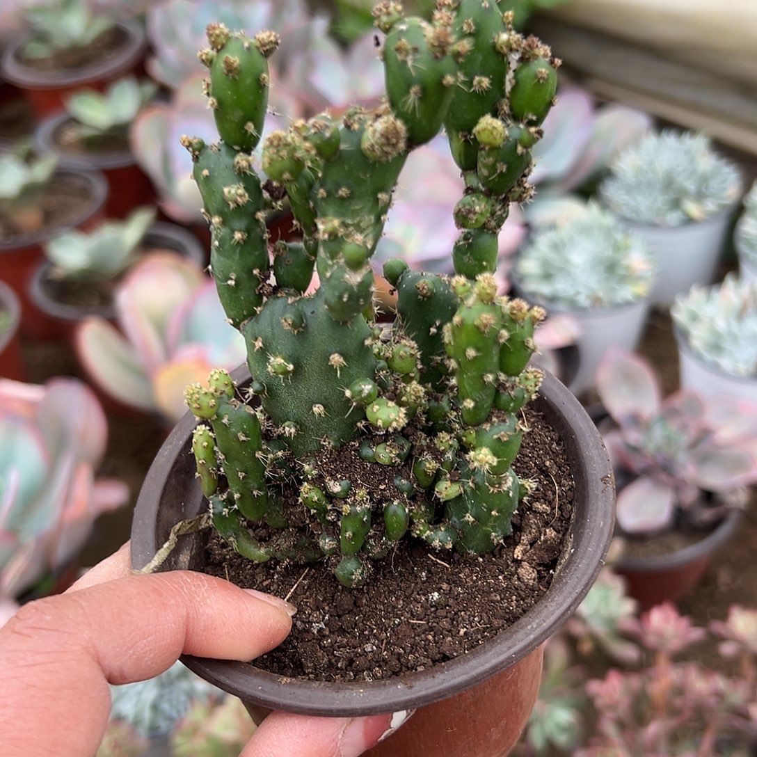 多肉植物多肉植物