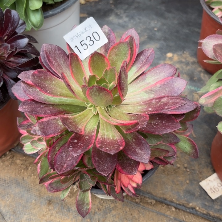 黑魔锦多肉法师1530