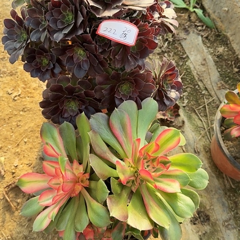 多肉植物荷兰玫瑰香妃222