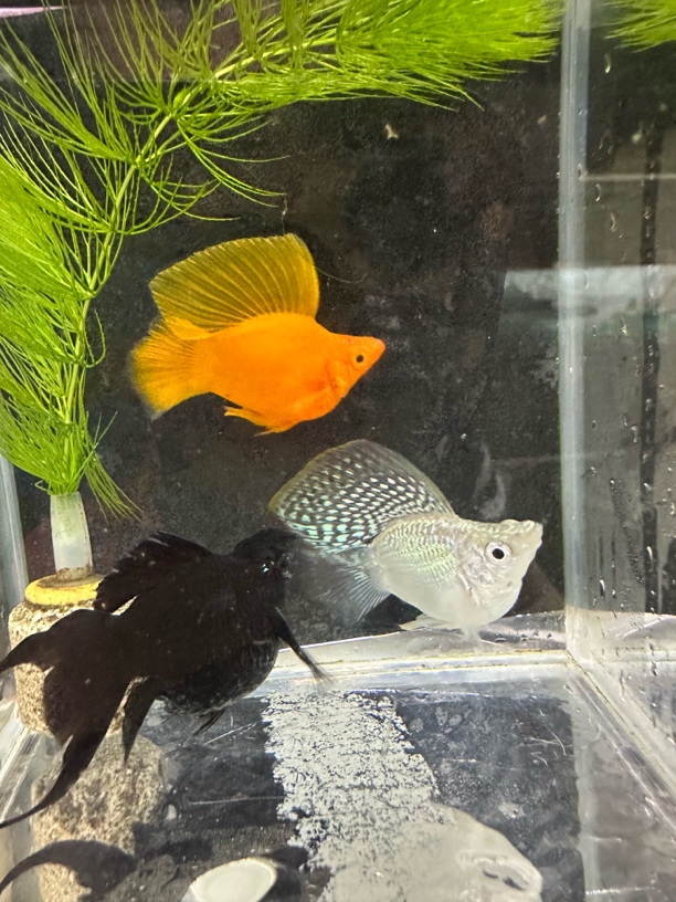 玛丽球种鱼，皮球鱼，胎生鱼下崽狂魔