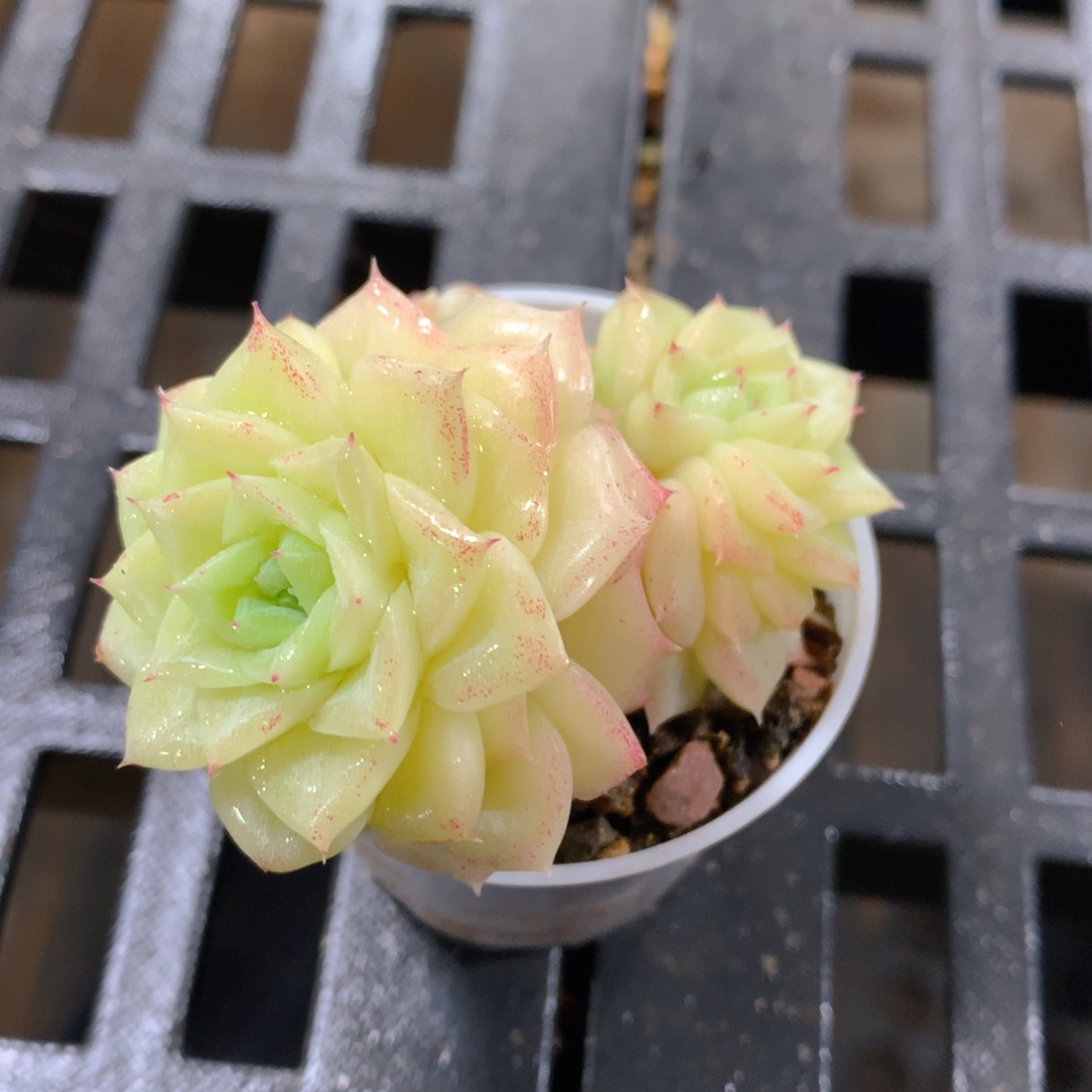 肉萌萌精控多肉 5cm盆量拍 白天鹅