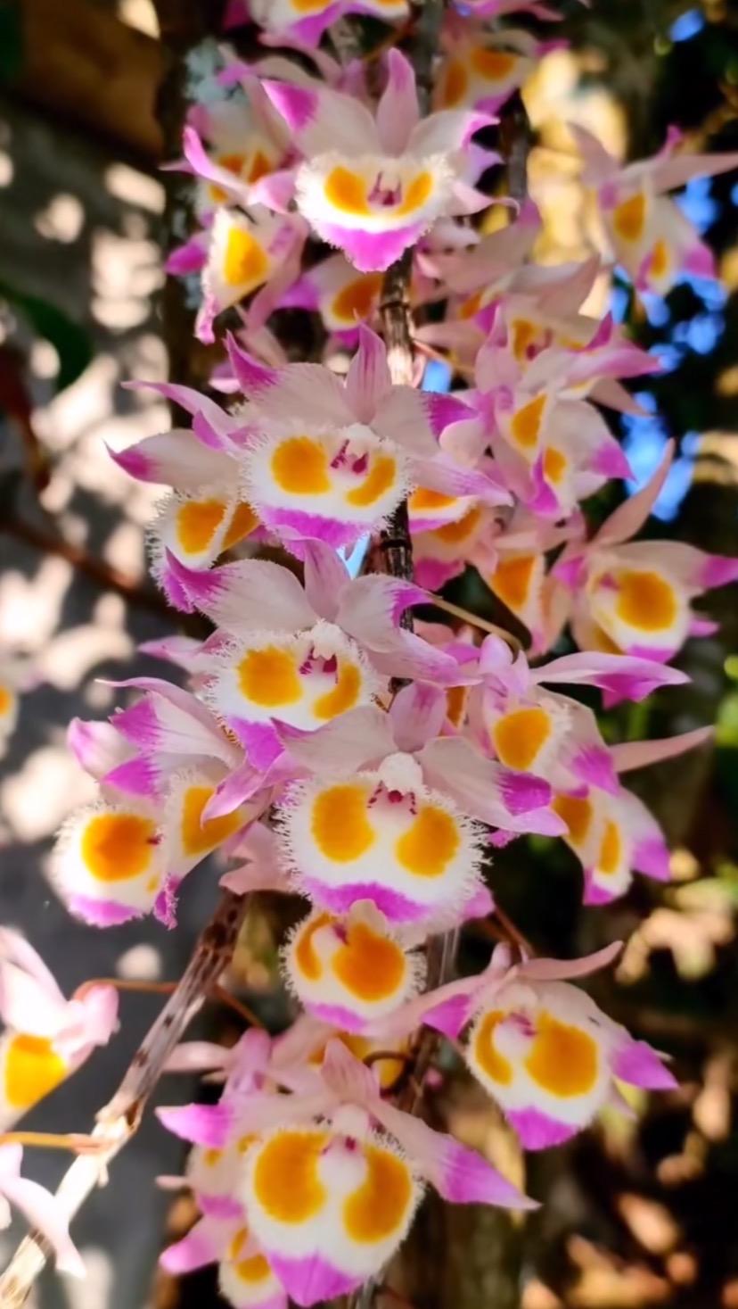 高山紫皮石斛 4-6月份花期 花和杆皆可食用 天然滋养的健康之选