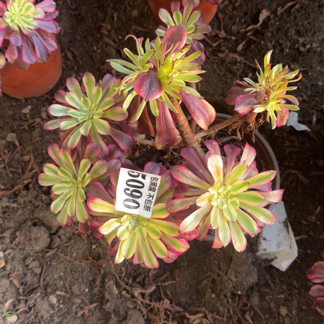 法师美肌5090 19-34