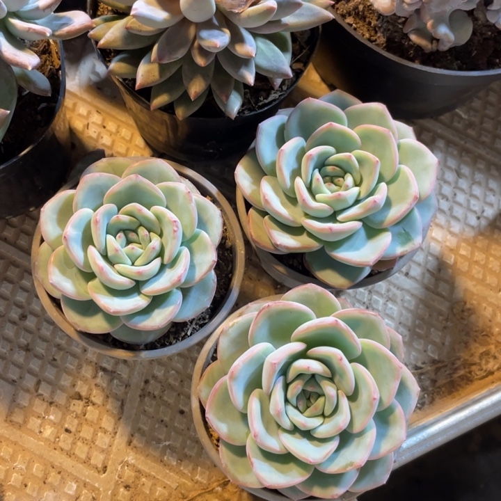 泡芙三颗量拍满20包邮脱土发货