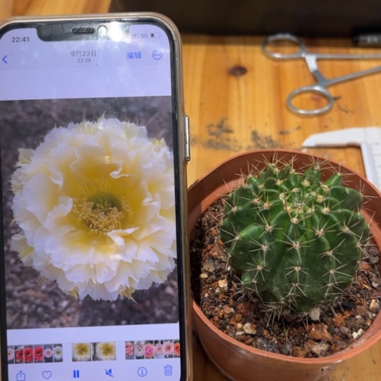 彩草凤10号6公分左右