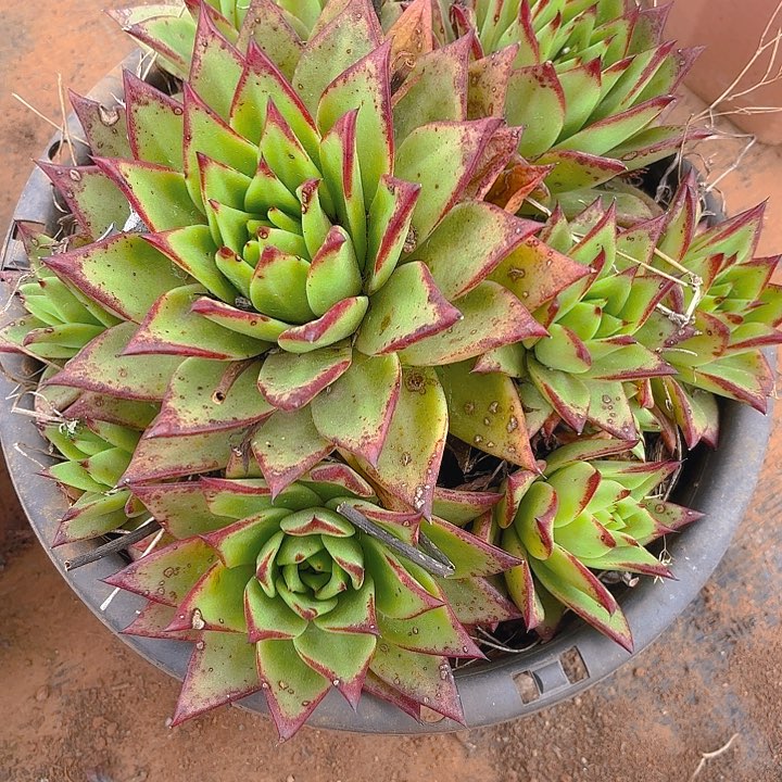 多肉植物。。。。。。。。口红