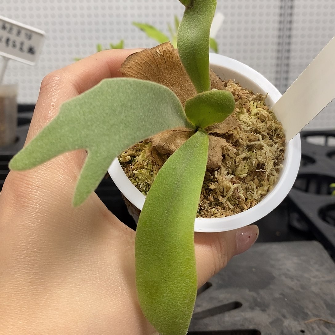 无花朵白燕麦鹿角蕨