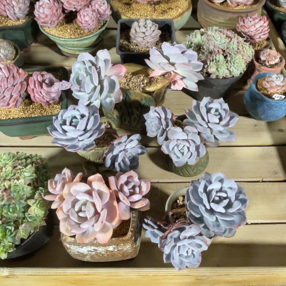 免费寄养一物一拍不支持退换