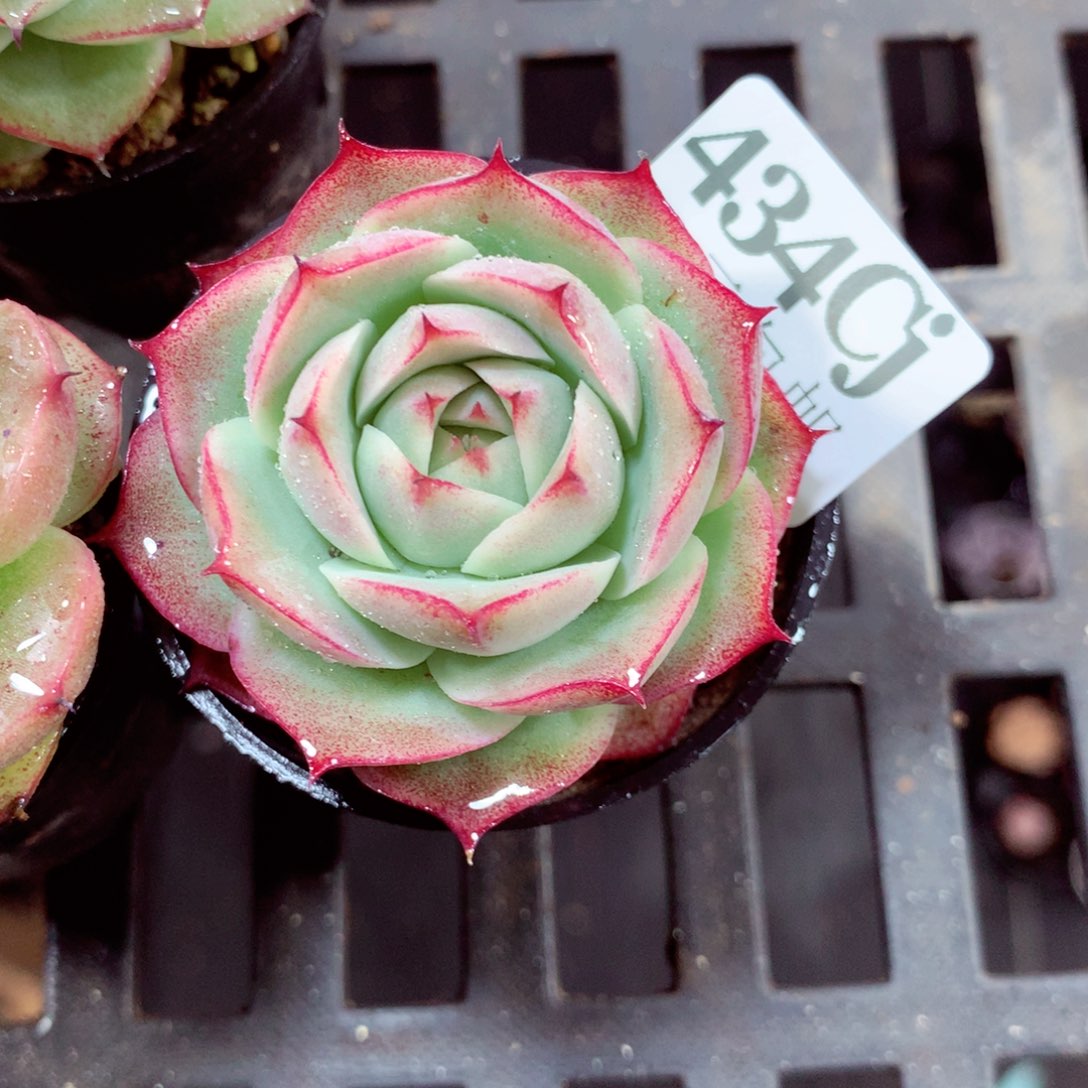 5厘米盆精控多肉434